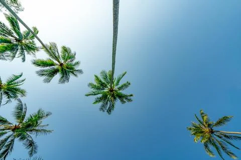 Bottom view of coconut tree on clear blue sky. Summer and paradise beach co.. Stock Photos