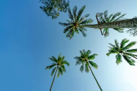 Bottom view of coconut tree on clear blue sky. Summer and paradise beach co.. Stock Photos