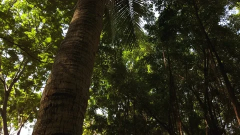 Bottom View of Coconut Tree in Park. Stock Footage 134011448