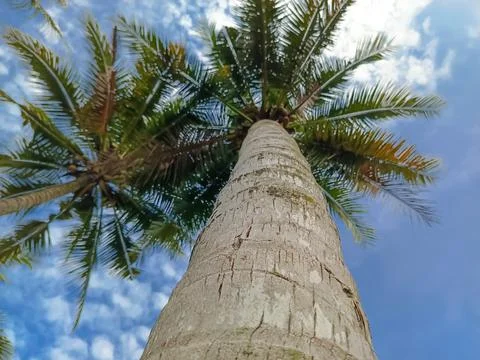 Bottom view of Coconut tree Foto stock