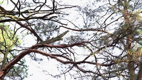 Bottom view of complex network of tree branches against bright sky, small Stock Footage 323908829