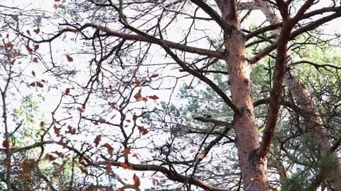 Bottom view of complex network of tree branches against bright sky, small 库存影片 325697275