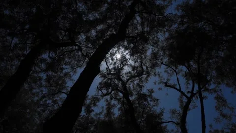 Bottom view of coniferous forest, blue morning view, fresh air, deep forest 스톡 동영상 199623220