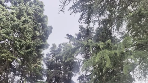 Bottom view of a coniferous forest Stock Footage 344383277