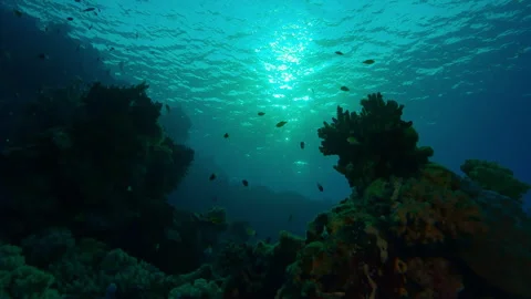 Bottom view of coral reef and tropical fish in contre-jour at dawn, Slow motion Stock Footage 304007352