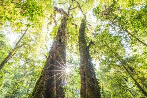 The bottom view of a couple of large trees. Stock Photos