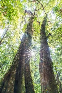 The bottom view of a couple of large trees. Stock Photos