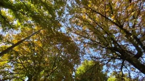 Bottom up view of crown of trees with summer afternoon sun Stock Footage 158724780