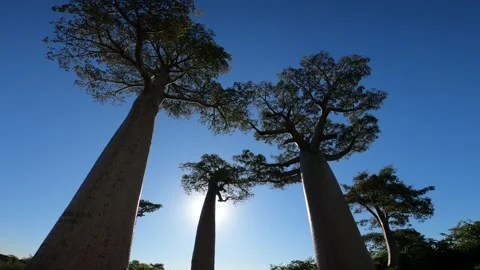 Bottom-up view of crowns and trunks of mighty baobab trees against blue sky Stock Footage 308807707