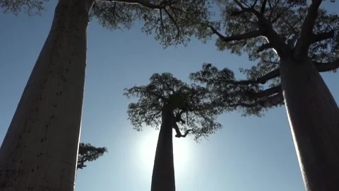 Bottom-up view of crowns and trunks of towering Baobab trees against azure sky Video stock 313563415