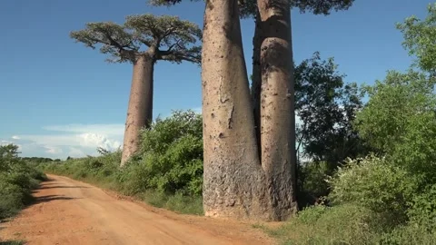 Bottom-up view of crowns and trunks of mighty Baobab trees against blue sky 스톡 동영상 313563417
