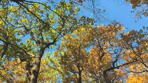 A bottom-up view of the crowns of oak and maple trees with yellow leaves. Stock Footage 321147111