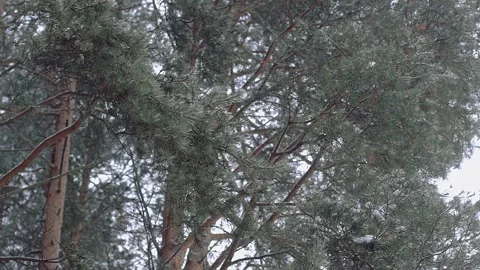 Bottom view of crowns of pine trees and the sky. Stock Footage 163395863