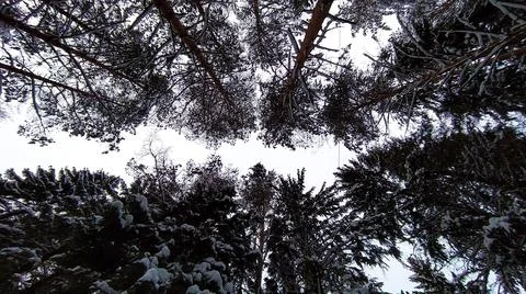 Bottom view of the crowns of pine trees in the winter park. Pine forest. Stock Photos