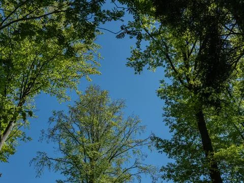 Bottom view of the crowns of tall trees covered with freshleaves against sky Foto stock