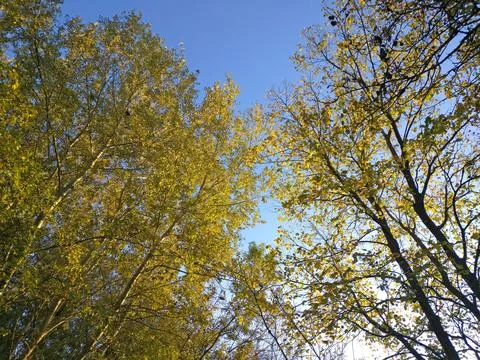 Bottom view of the crowns of trees covered with yellow autumn leaves Stock Photos