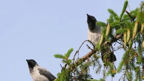 Bottom view of crows on a branch Stock Footage 208898428