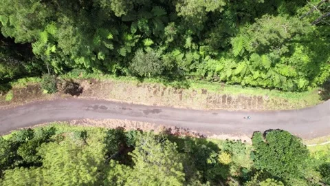 Bottom up view of a curved road in the middle of the forest Stock Footage 262404247