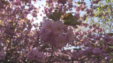 Bottom view of deep pink flowers on blooming Japanese cherry tree (Prunus Stock Footage 319814304