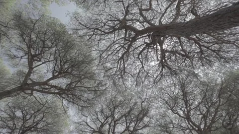 Bottom-up view at dense forest Stockbeeldmateriaal 146456999