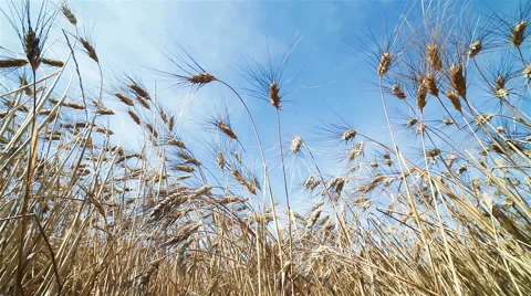 Bottom view of ears of yellow corn Video stock 56219818