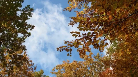Bottom view of the fall colors of the leaves in the breeze in forest. Video stock 225102570