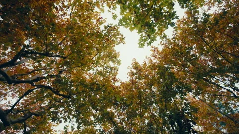 Bottom up view of fall trees dizziness concept. Camera spin around Stock Footage 256640690