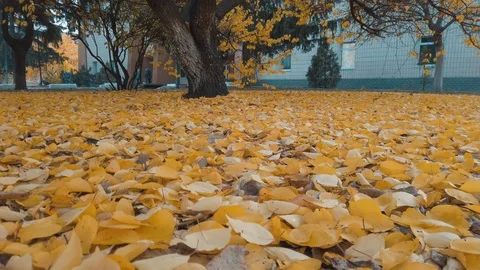 Bottom-up view of fallen leaves and a tree standing above Video stock 118994092