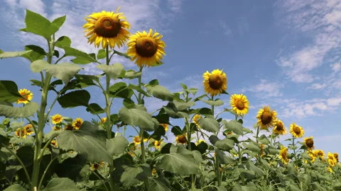 Bottom Up View Of A Field With Sunflowers In Summer Against A Blue Sky With Clou Stock Footage 168420480