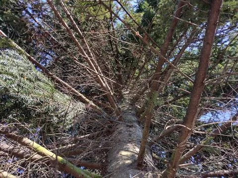 Bottom view of a fir tree Stockfoto's