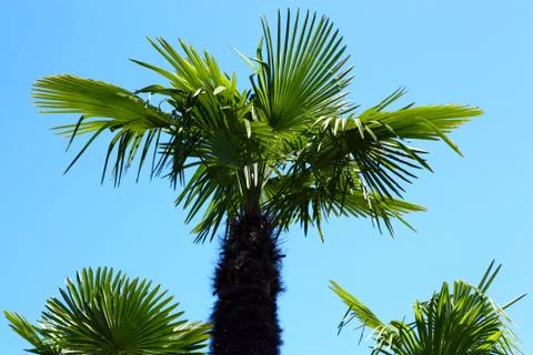 Bottom view five  palms against the blue sky. Foto stock