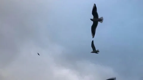 Bottom view of a flock of hungry seagulls. A flock of seagulls flies over the Stock Footage 202114382