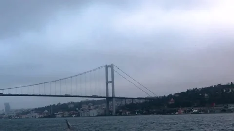 Bottom view of a flock of hungry seagulls. A flock of seagulls flies over the Stock-Footage 218464329