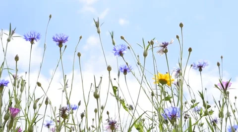 Bottom view flower Stock Footage 63990098