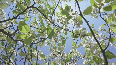Bottom-up view of flowering quince tree (Cydonia oblonga) covered in bright Video stock 340076650