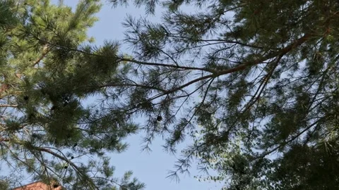 Bottom view. Flying low between pine trees in forest. Sun beams through the Stock Footage 233317742
