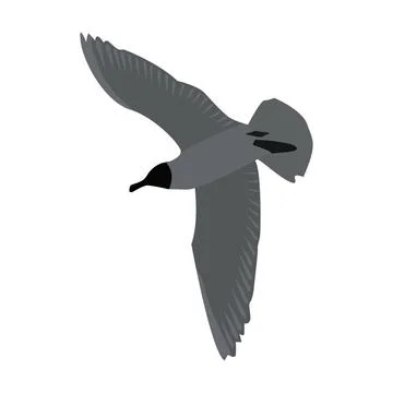 Bottom view of a flying seagull with spread wings isolated on white. Flyin... Stock Photos