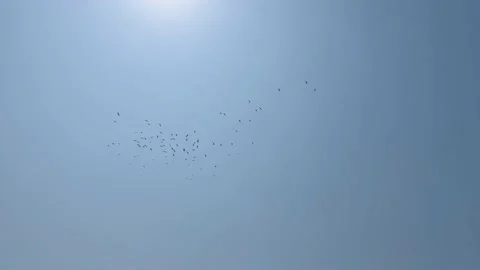 Bottom view footage of a storks on the way of migration. Stock Footage 239349178