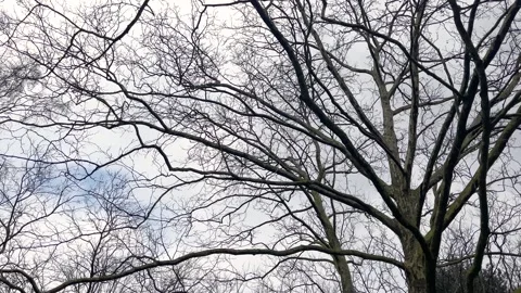 Bottom view footage of trees and branches at park called Nordpark Stock Footage 295277013