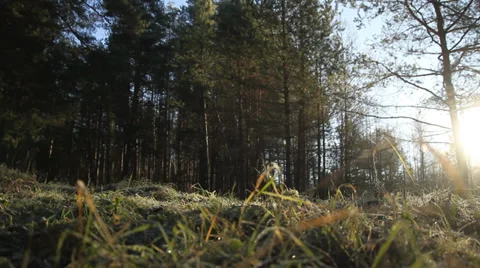 Bottom view of forest Stock-Footage 36996133