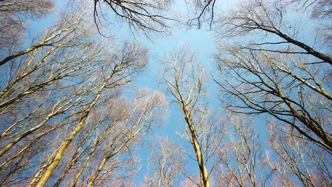 Bottom view in the forest. Trees seen from bottom to top on a spring day. Stock Footage 111930504