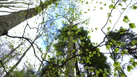 Bottom view in the forest. Trees seen from bottom to top on a spring day. Stock-Footage 150594756