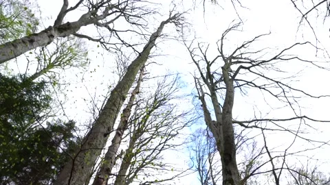Bottom view in the forest. Trees seen from bottom to top on a spring day. Stock-Footage 150594855