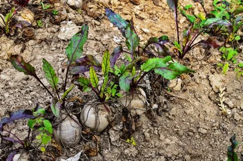 Bottom view of fresh tops of beetroot on garden (Beta vulgaris) Stock Photos