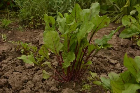 Bottom view of fresh tops of beetroot on garden (Beta vulgaris) Stock Photos