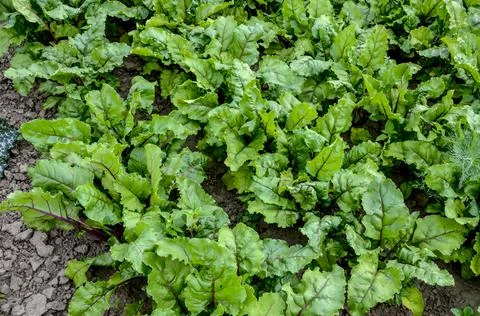 Bottom view of fresh tops of beetroot on garden (Beta vulgaris) Stock Photos