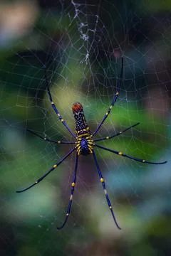 Bottom view of Golden Orb Web spider (Nephila Pilipes) Stock Photos