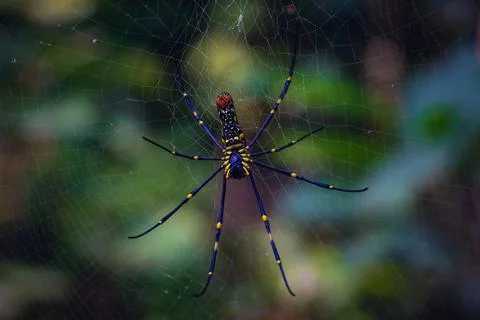 Bottom view of Golden Orb Web spider (Nephila Pilipes) Stock Photos