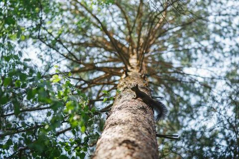 Bottom view of a gray squirrel climbing a tree Stock Photos