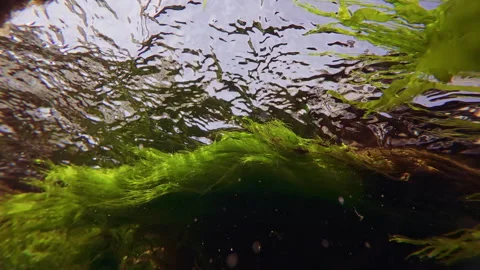 Bottom view of Green algae Cladophora and Sea lettuce, Ulva intestinalis waving Stock Footage 308092402